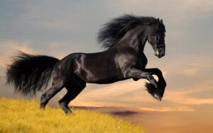 Black wild horses (7)