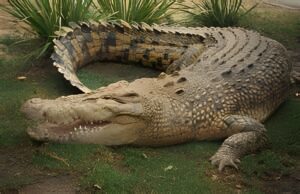Crocodile basking in the sun