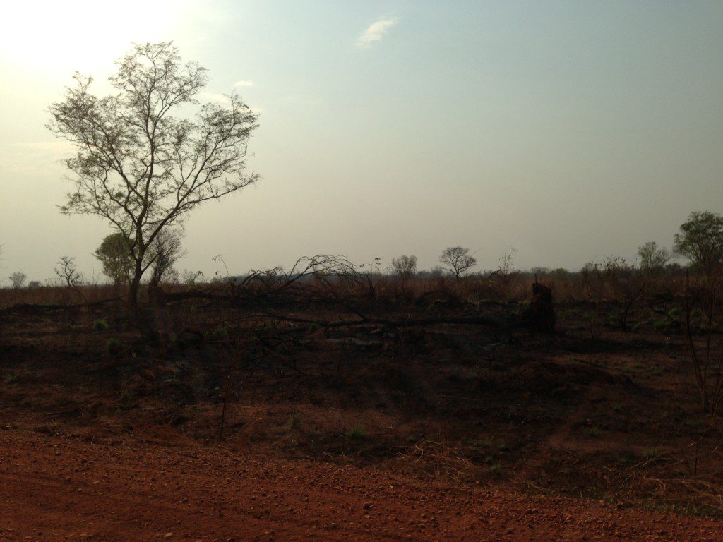 Sparse vegetation in dry countryside