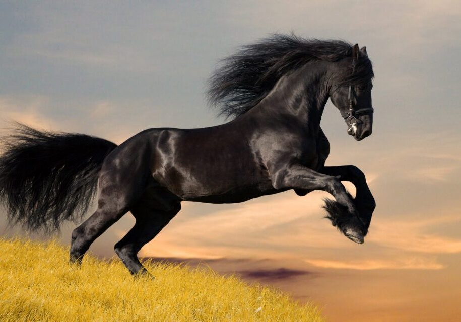 Powerful stallion running freely outdoors