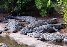Crocodiles resting by the water