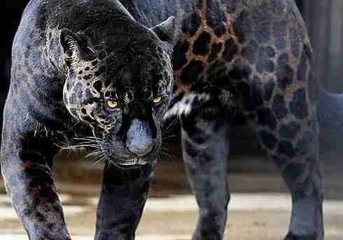 Powerful jaguar with unique spotted fur